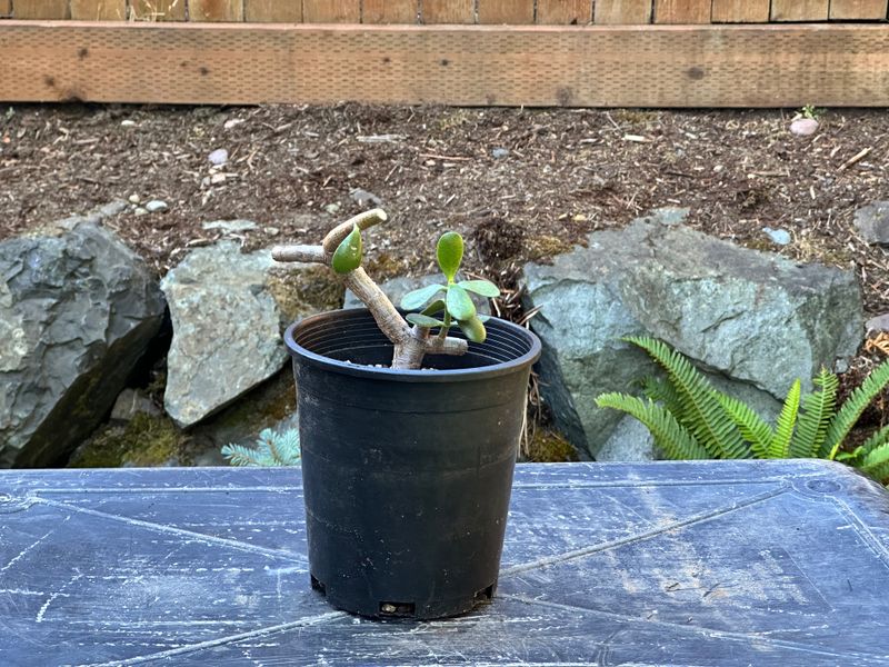 Dwarf Jade 1 — Observation — 2025-07-28