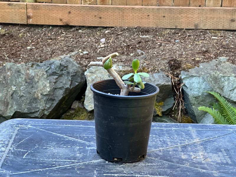 Dwarf Jade 1 — Observation — 2025-07-28