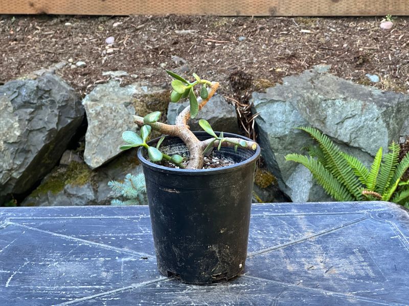 Dwarf Jade 1 — Observation — 2025-07-28