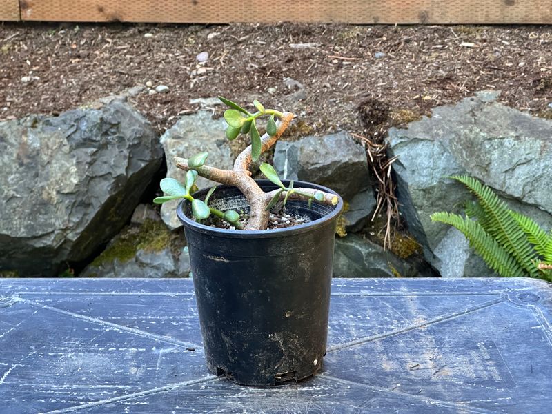 Dwarf Jade 1 — Observation — 2025-07-28