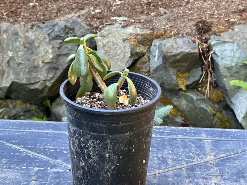 Dwarf Jade 1 — Observation — 2025-07-28