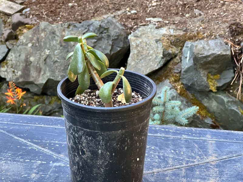Dwarf Jade 1 — Observation — 2025-07-28