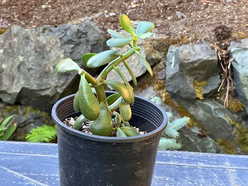 Dwarf Jade 1 — Observation — 2025-07-28