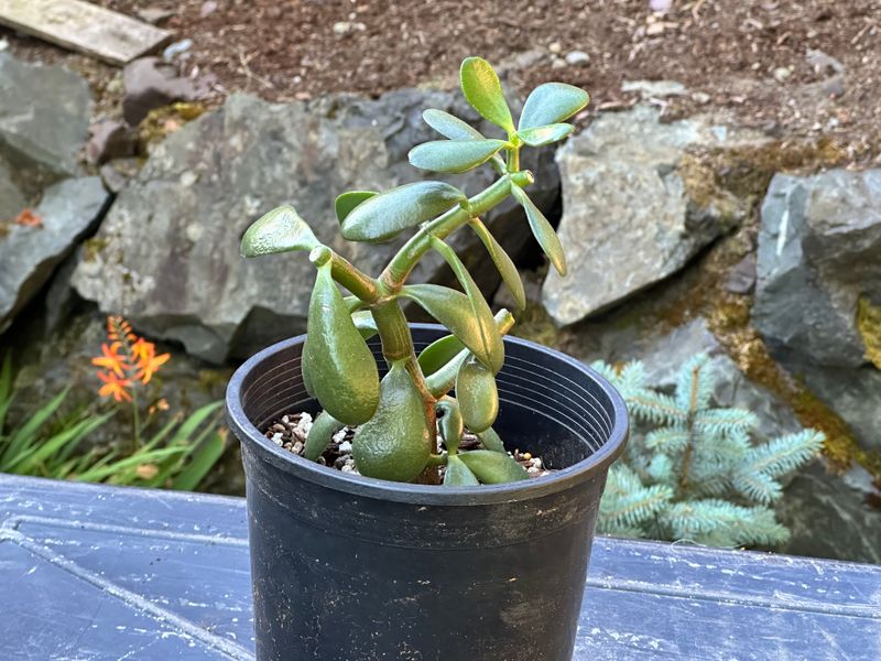 Dwarf Jade 1 — Observation — 2025-07-28