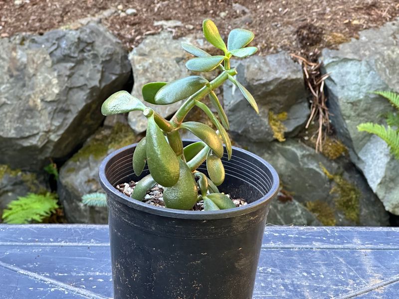 Dwarf Jade 1 — Observation — 2025-07-28