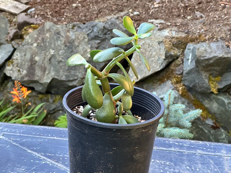 Dwarf Jade 1 — Observation — 2025-07-28