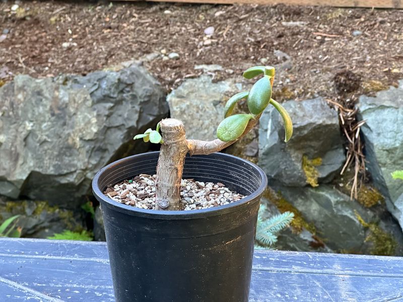 Dwarf Jade 1 — Observation — 2025-07-28