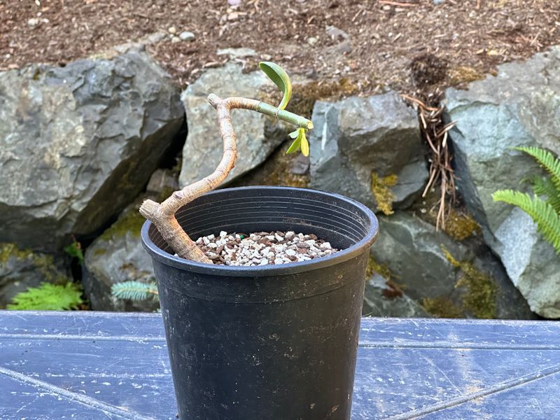Dwarf Jade 1 — Observation — 2025-07-28