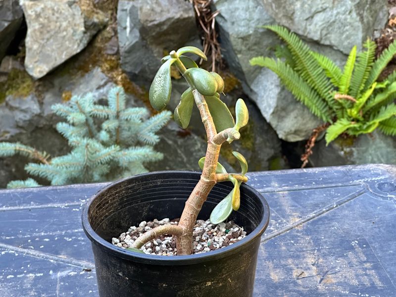 Dwarf Jade 1 — Observation — 2025-07-28