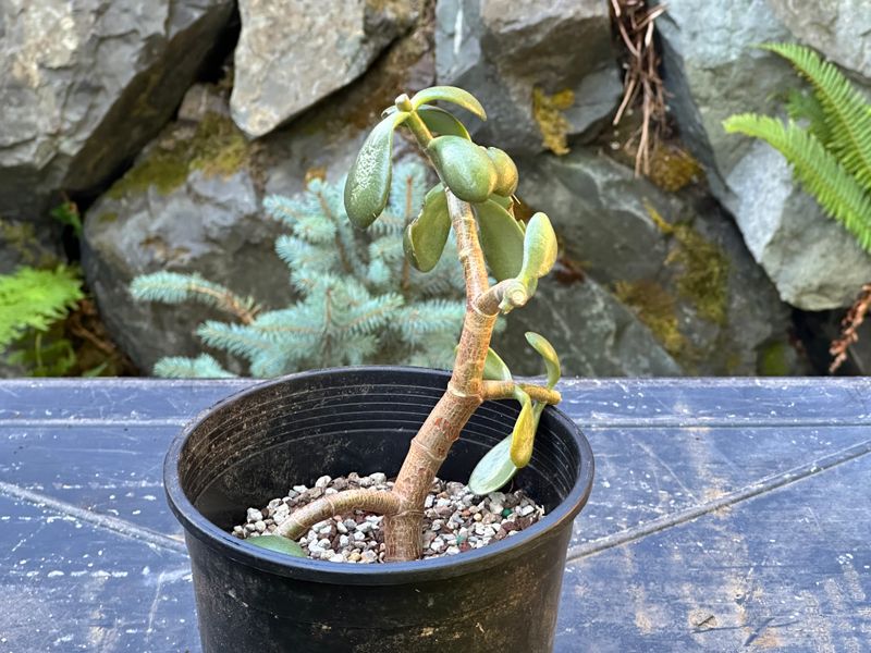 Dwarf Jade 1 — Observation — 2025-07-28