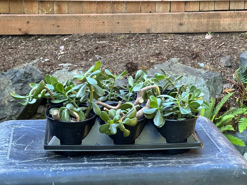 Dwarf Jade 1 — Observation — 2025-07-28