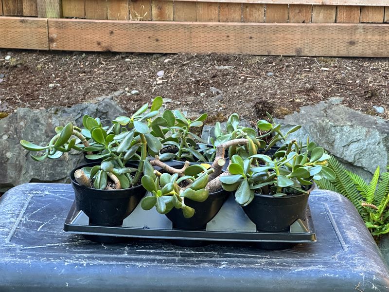 Dwarf Jade 1 — Observation — 2025-07-28