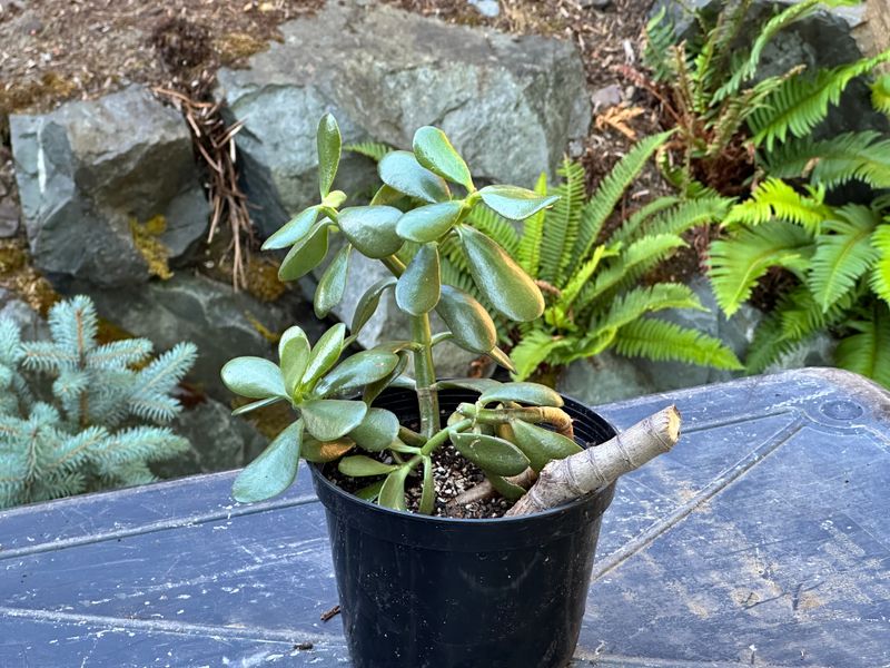 Dwarf Jade 1 — Observation — 2025-07-28