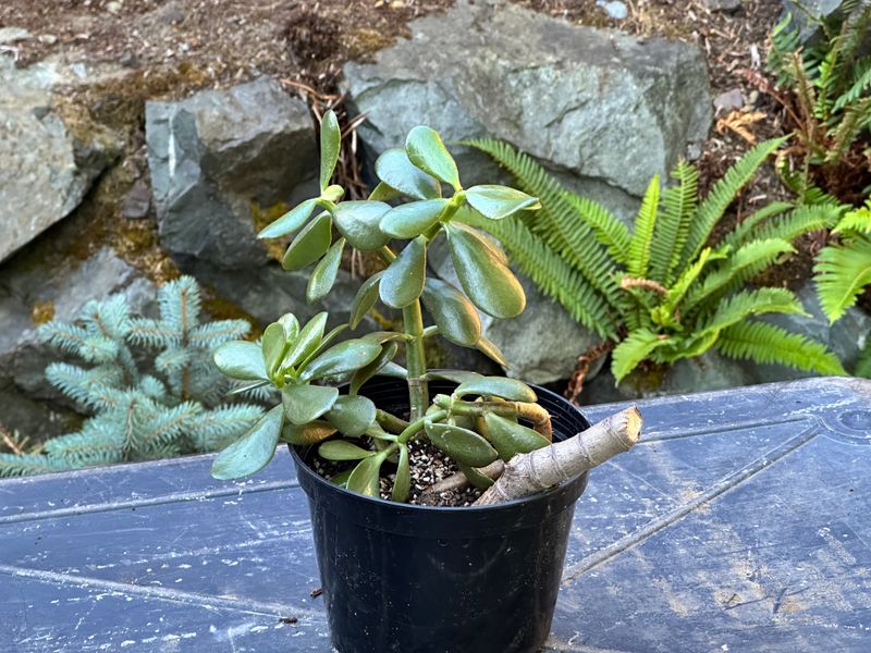 Dwarf Jade 1 — Observation — 2025-07-28