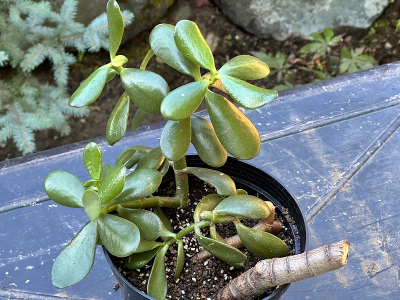 Dwarf Jade 1 — Observation — 2025-07-28