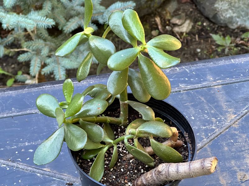 Dwarf Jade 1 — Observation — 2025-07-28