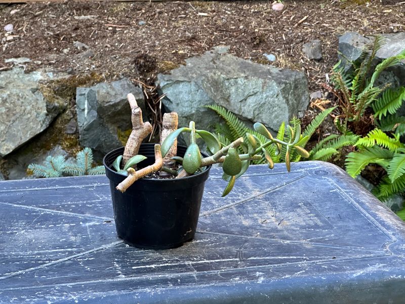 Dwarf Jade 1 — Observation — 2025-07-28