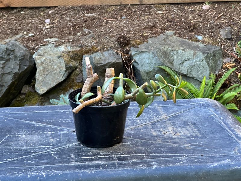 Dwarf Jade 1 — Observation — 2025-07-28