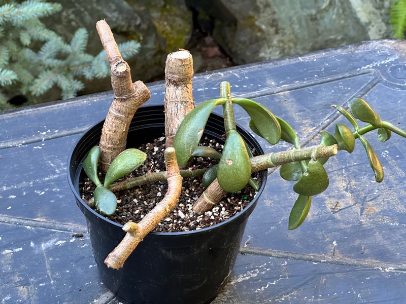 Dwarf Jade 1 — Observation — 2025-07-28