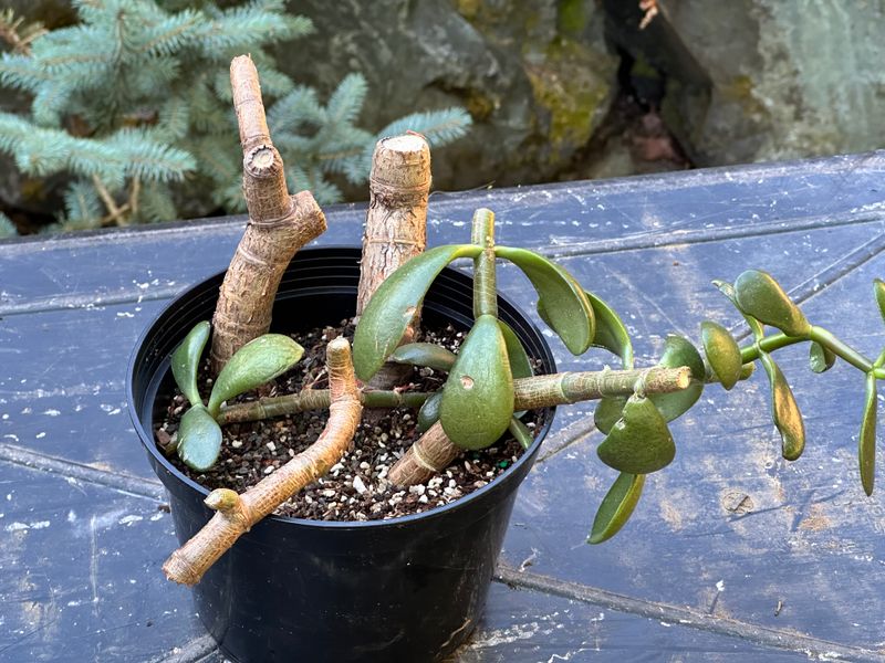 Dwarf Jade 1 — Observation — 2025-07-28