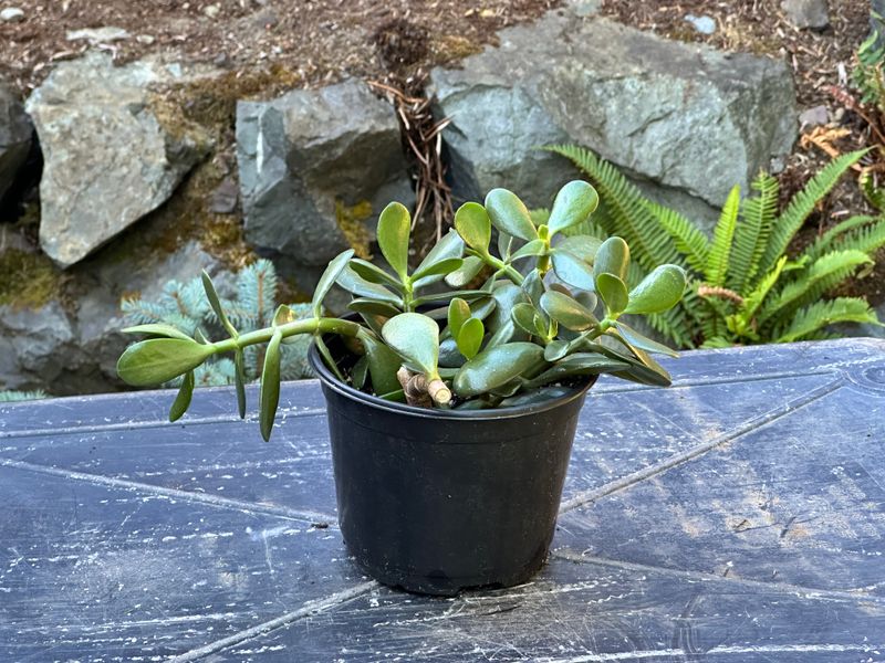 Dwarf Jade 1 — Observation — 2025-07-28