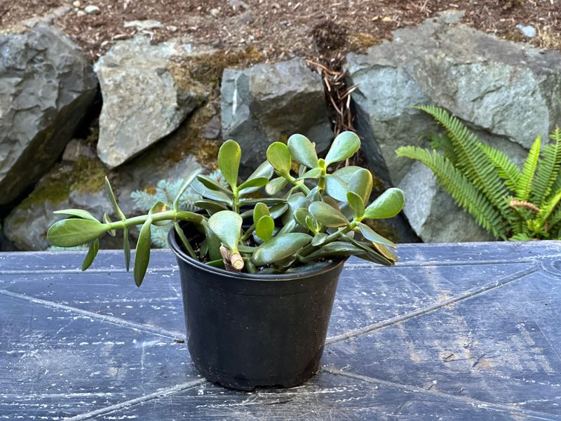 Dwarf Jade 1 — Observation — 2025-07-28