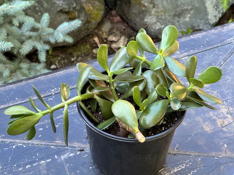 Dwarf Jade 1 — Observation — 2025-07-28