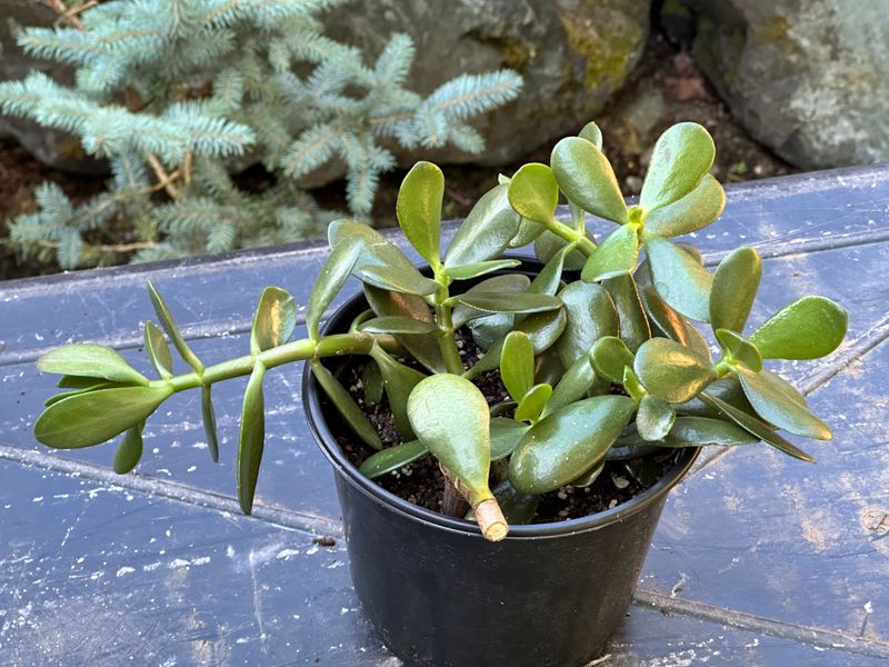 Dwarf Jade 1 — Observation — 2025-07-28