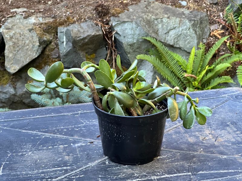 Dwarf Jade 1 — Observation — 2025-07-28