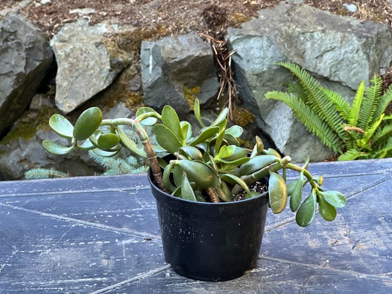 Dwarf Jade 1 — Observation — 2025-07-28