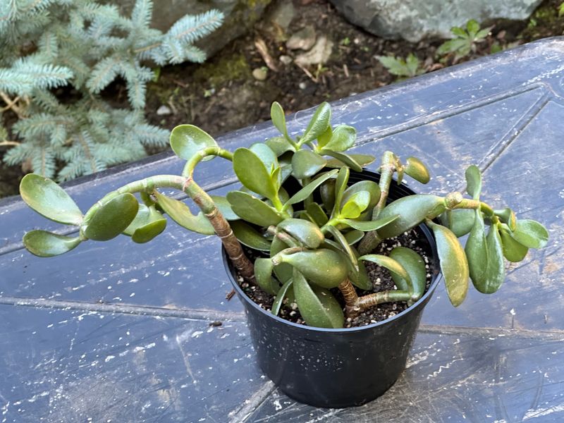 Dwarf Jade 1 — Observation — 2025-07-28