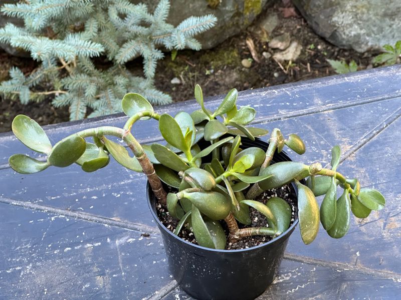 Dwarf Jade 1 — Observation — 2025-07-28