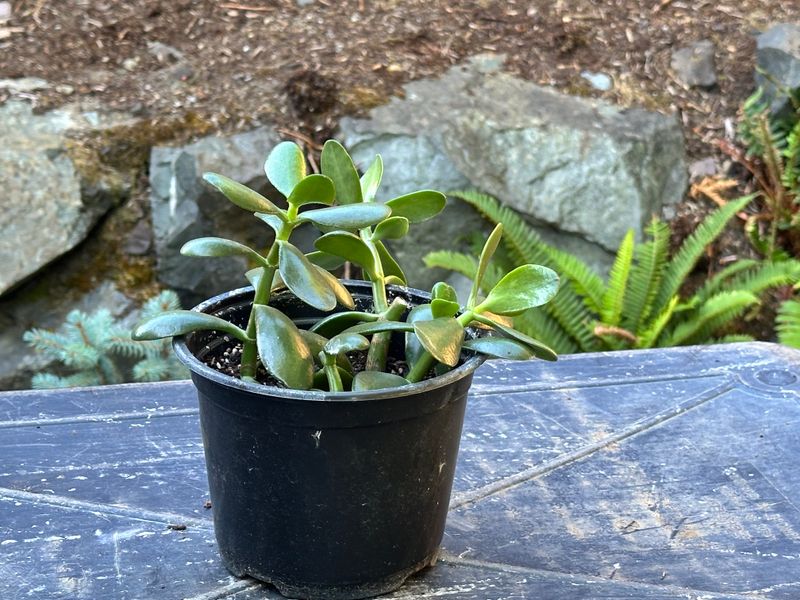 Dwarf Jade 1 — Observation — 2025-07-28