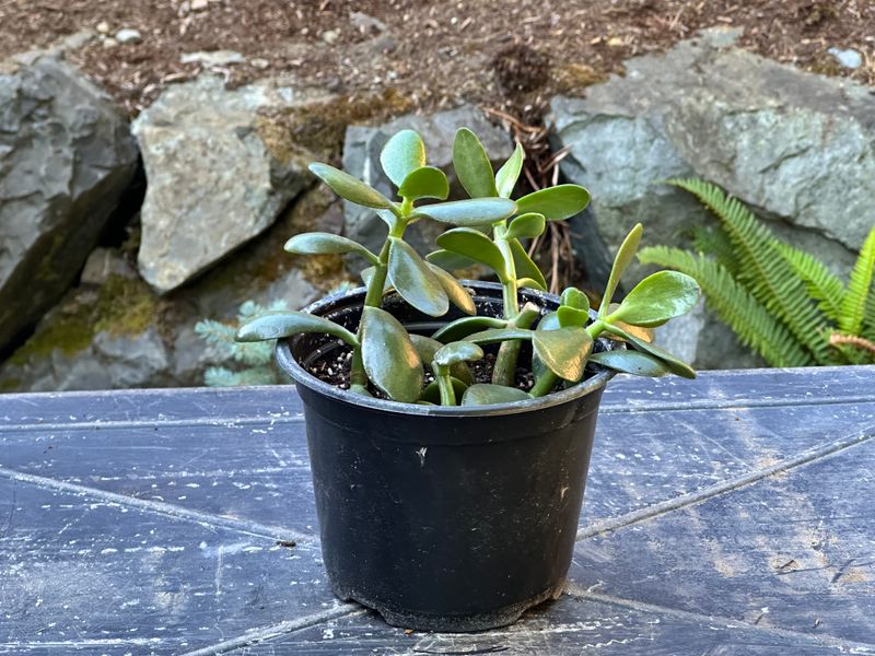 Dwarf Jade 1 — Observation — 2025-07-28