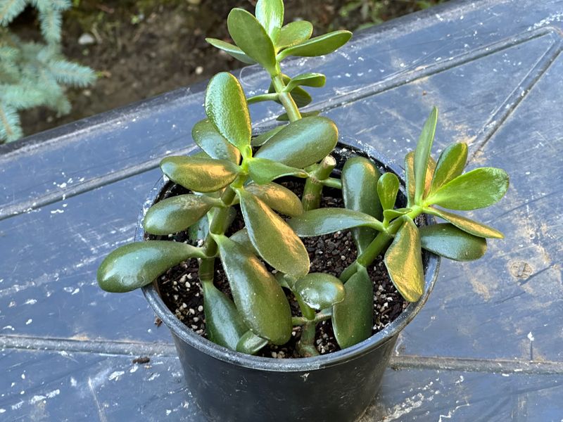 Dwarf Jade 1 — Observation — 2025-07-28