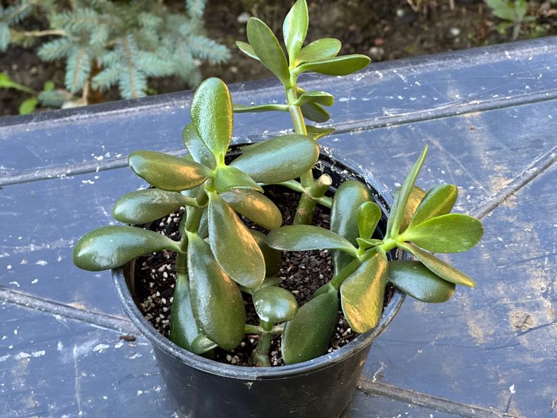 Dwarf Jade 1 — Observation — 2025-07-28