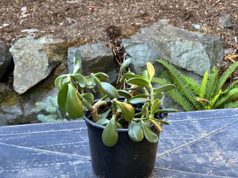 Dwarf Jade 1 — Observation — 2025-07-28