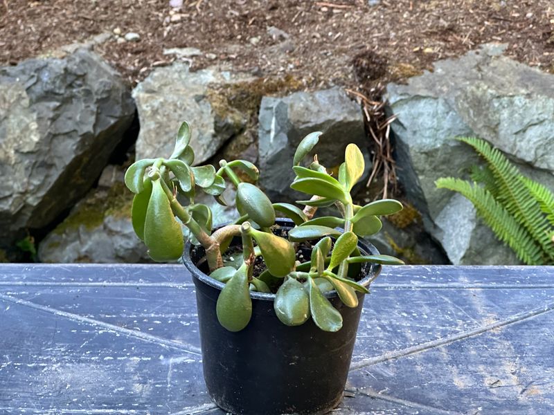 Dwarf Jade 1 — Observation — 2025-07-28