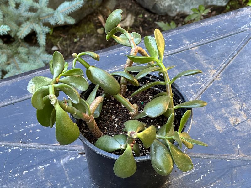 Dwarf Jade 1 — Observation — 2025-07-28