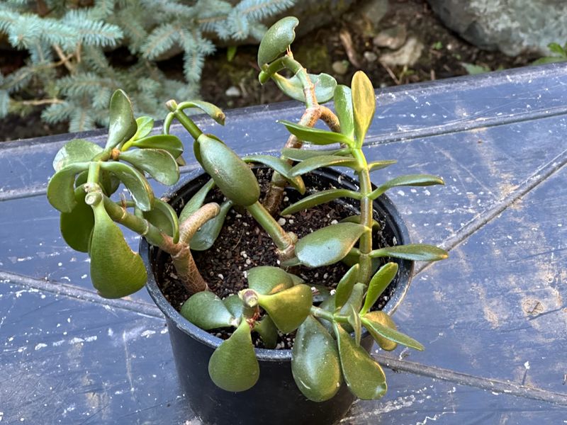 Dwarf Jade 1 — Observation — 2025-07-28