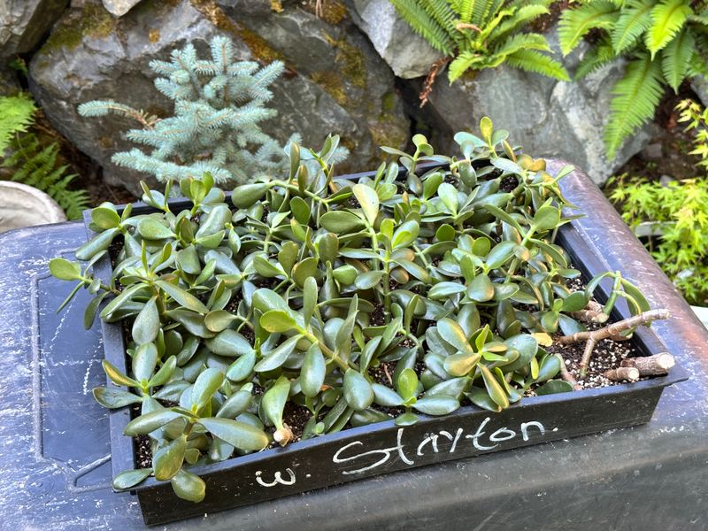 Dwarf Jade 1 — Observation — 2025-07-28