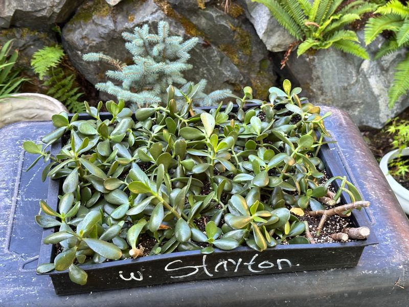 Dwarf Jade 1 — Observation — 2025-07-28