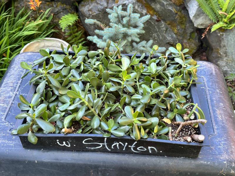 Dwarf Jade 1 — Observation — 2025-07-28