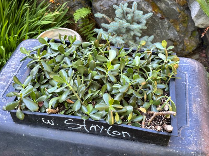 Dwarf Jade 1 — Observation — 2025-07-28
