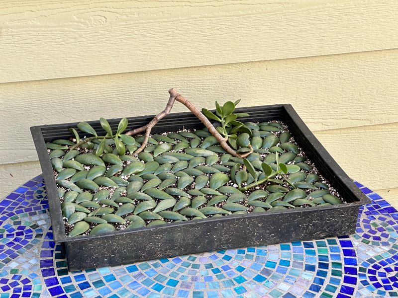 Dwarf Jade 1 — Observation — 2025-07-28