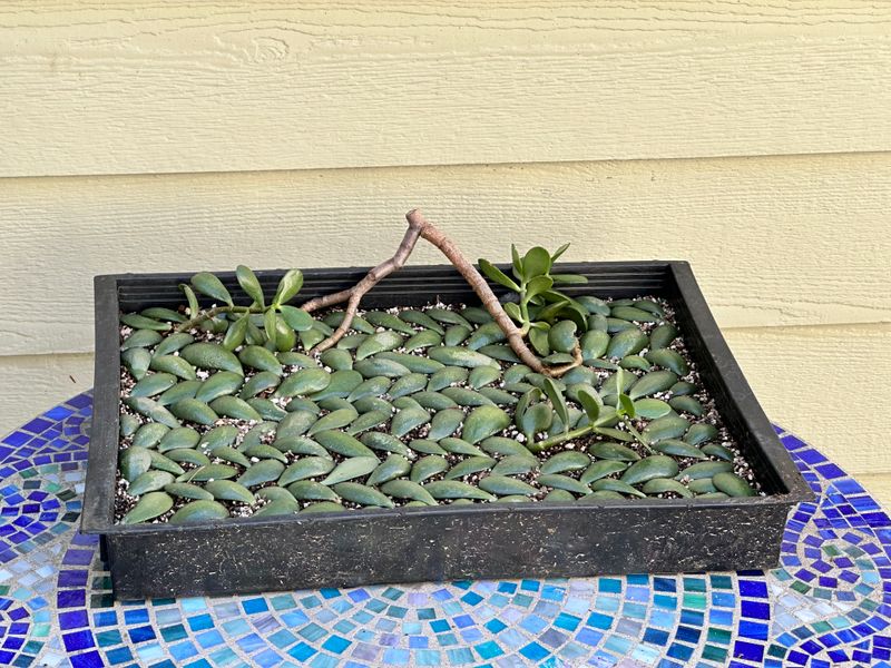 Dwarf Jade 1 — Observation — 2025-07-28