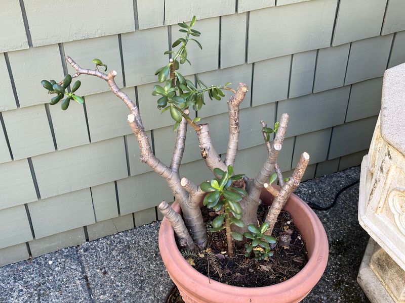 Dwarf Jade 1 — Observation — 2025-07-28