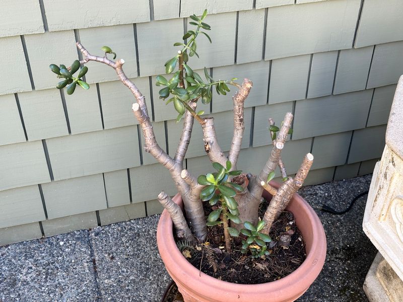Dwarf Jade 1 — Observation — 2025-07-28