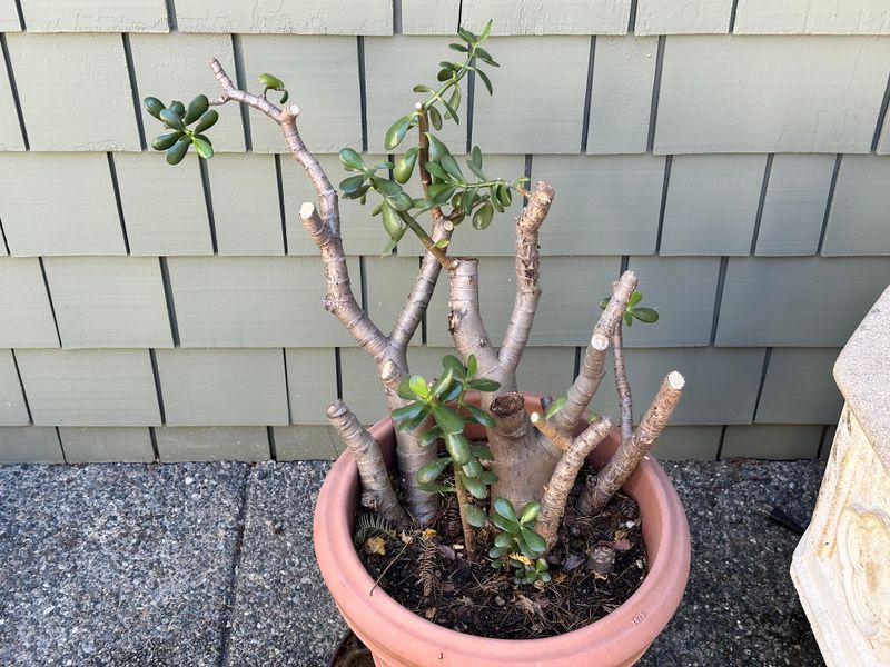 Dwarf Jade 1 — Observation — 2025-07-28