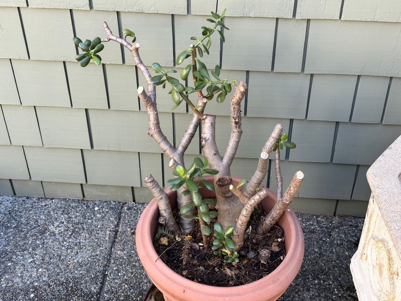 Dwarf Jade 1 — Observation — 2025-07-28